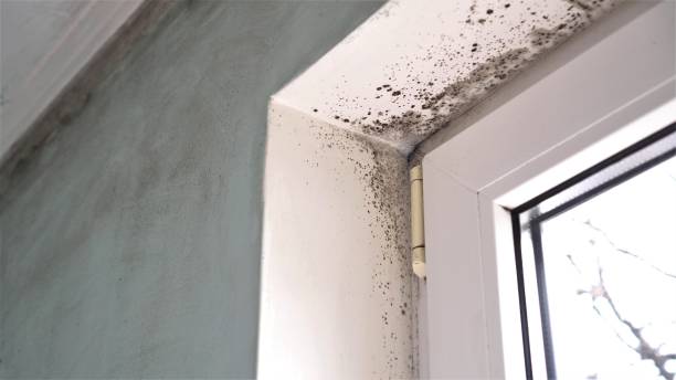 Best Mold Testing and Inspection Services in East Village, CT