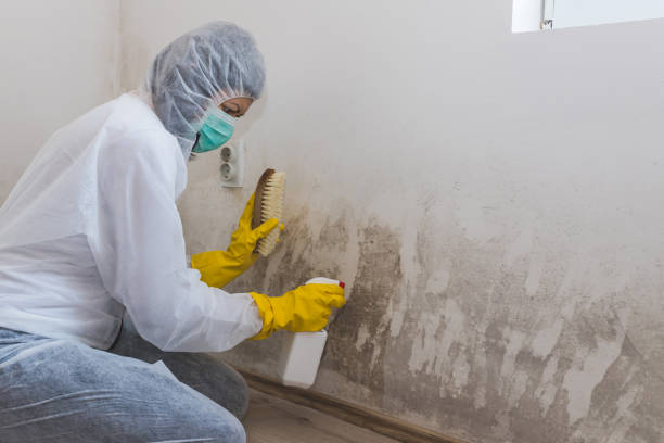 Best Post-Flood Mold Remediation in East Village, CT