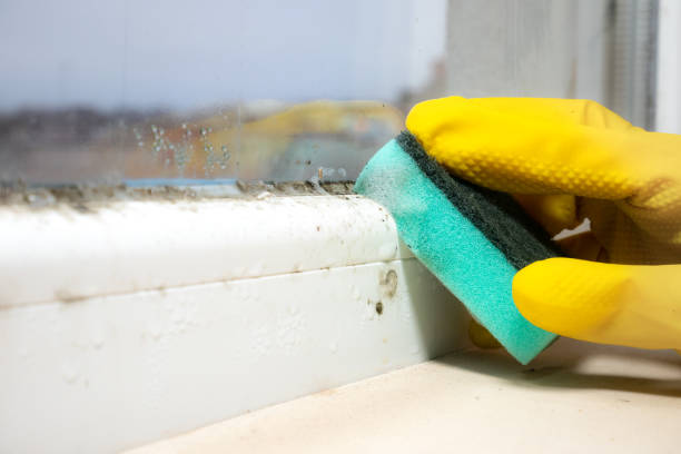 Best Bathroom Mold Remediation in East Village, CT