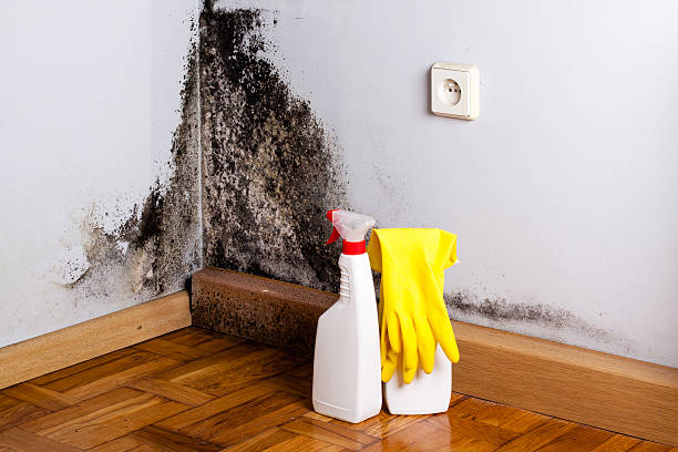 Best Commercial Mold Remediation in East Village, CT